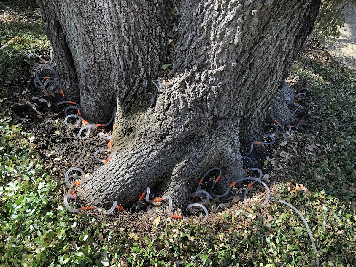 Detailed Tree Cabling and Bracing job site in Speer