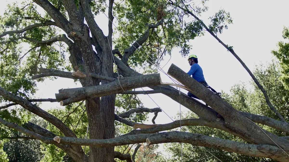 Professional Crown Thinning performed by certified arborists in Speer